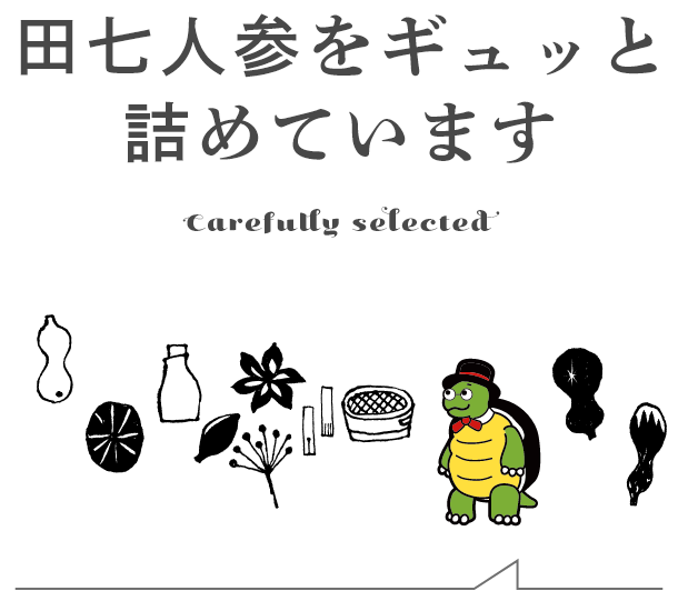 田七人参をギュッと 詰めています